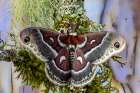 Silk moth on mossy branch. Art Print